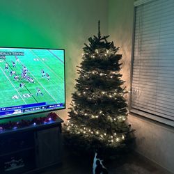 Chad's Christmas Trees