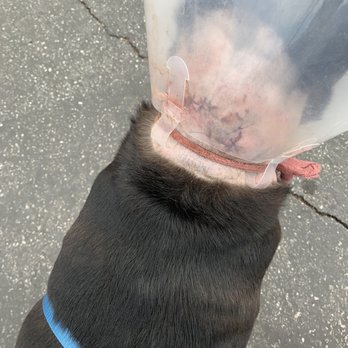 Aldergate Dog Park - Picture from after surgery - Dog Parks Near Me - Menifee, California