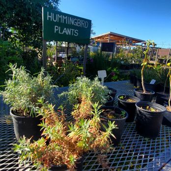 Earth Day SF - Nursery/plants - Festivals Near Me - San Francisco, California