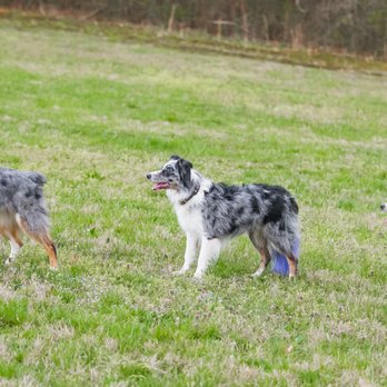 Imagine Canine Academy - Pet Training Near Me Imagine Canine Academy - Pet Training Near Me