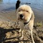 Outlaw Dog Walking