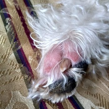 PetSmart - The infection caused by PetSmart's groomer. - Pet Training Near Me - Victor, New York