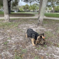 Joseph Scavo Park - Big dog side