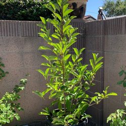 C&J Gardening Center - Magnolia Tree