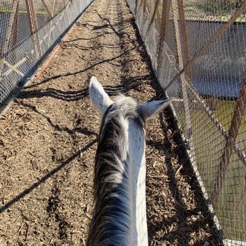 LA Horse Rentals - Junior crossing the bridge - Horseback Riding Near Me - Glendale, California LA Horse Rentals - Junior crossing the bridge - Horseback Riding Near Me - Glendale, California