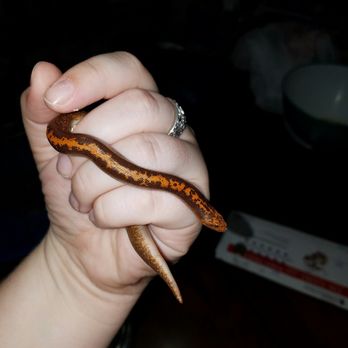 Amazon Reptile Center - Female Anery stripe Kenyan sand boa - Reptile Shops Near Me - Montclair, California Amazon Reptile Center - Female Anery stripe Kenyan sand boa - Reptile Shops Near Me - Montclair, California