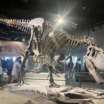 Field Museum - Sue the T-Rex - Museums Near Me - Chicago, Illinois Field Museum - Sue the T-Rex - Museums Near Me - Chicago, Illinois