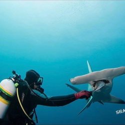Salty Divers - Captain Roger with a Hammerhead.