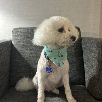Pampered Paws Hotel and Spa - Pet Sitting Near Me - Spring Valley, New York Pampered Paws Hotel and Spa - Pet Sitting Near Me - Spring Valley, New York
