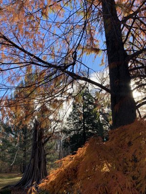 Cylburn Arboretum by null