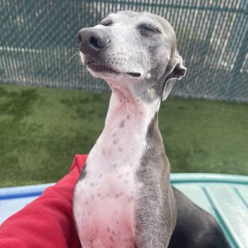 Camp Bow Wow Temecula - frankie getting all the love - Pet Training Near Me - Temecula, California Camp Bow Wow Temecula - frankie getting all the love - Pet Training Near Me - Temecula, California