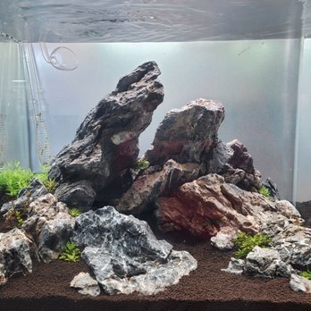 Aquascapes - Another stunning aquascape! - Local Fish Stores Near Me - Honolulu, Hawaii Aquascapes - Another stunning aquascape! - Local Fish Stores Near Me - Honolulu, Hawaii