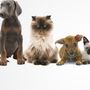 Photo of Pet Partners