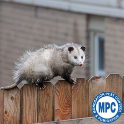 MONDRAGON Pest Control & Fumigation