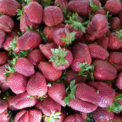 KS Strawberries Stand - Fresh strawberries