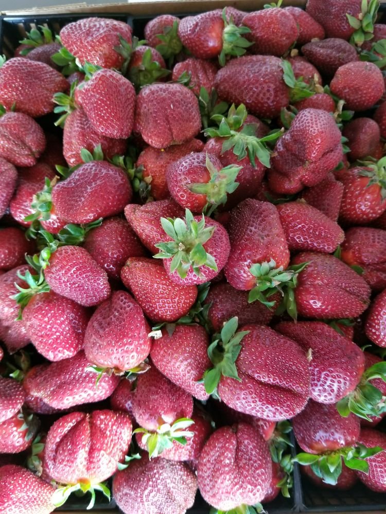 KS Strawberries Stand Logo