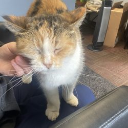 The Foreign Service - Cam the shop cat
