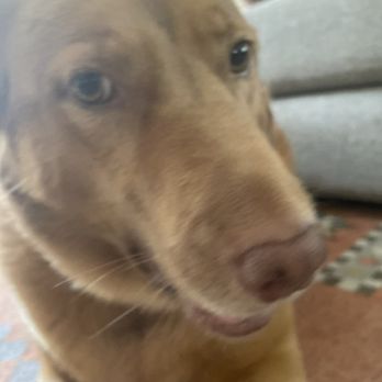Excel Optometry - My dog btw - Optometrists Near Me - Ladera Ranch, California Excel Optometry - My dog btw - Optometrists Near Me - Ladera Ranch, California