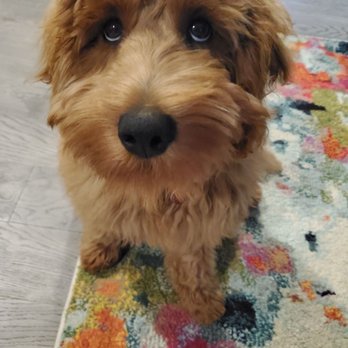 Seattle Golden Doodles - Pet Breeders Near Me Seattle Golden Doodles - Pet Breeders Near Me
