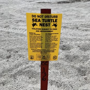 Cocoa Beach - 07.20.19 don't mess with the sea turtles! Big fines!! - Beaches Near Me - Cocoa Beach, Florida Cocoa Beach - 07.20.19 don't mess with the sea turtles! Big fines!! - Beaches Near Me - Cocoa Beach, Florida