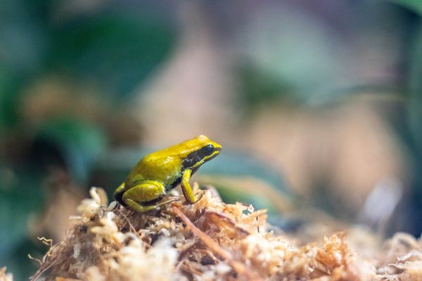 Oakland Zoo by null
