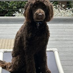 Our puppy Enzo the labradoodle 10 months Our puppy Enzo the labradoodle 10 months