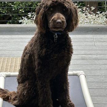 Aptos-Creekside Pet Hospital - Our puppy Enzo the labradoodle 10 months - Veterinarians Near Me - Aptos, California Aptos-Creekside Pet Hospital - Our puppy Enzo the labradoodle 10 months - Veterinarians Near Me - Aptos, California