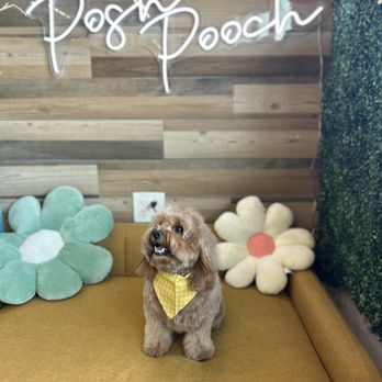 Posh Pooch - Pet Groomers Near Me - Seal Beach, California Posh Pooch - Pet Groomers Near Me - Seal Beach, California