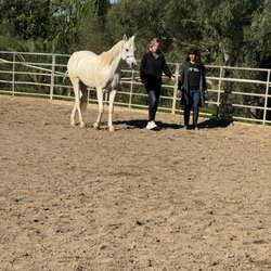 Equine Healing Walks with Shangri-La