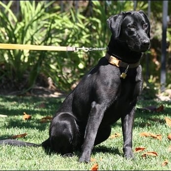 Seattles Best Pest Detection - Piper - Pest Control Near Me Seattles Best Pest Detection - Piper - Pest Control Near Me