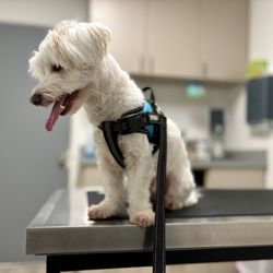 Sunny Hills Veterinary Hospital - In room waiting for the Dr.