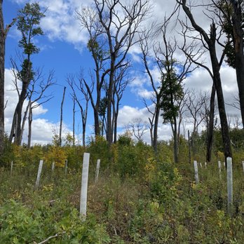 Nerstrand Big Woods State Park - Restoration in progress - Parks Near Me - Nerstrand, Minnesota