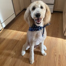 Agawam Dog Works - Oakley after his first grooming in CT