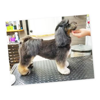 Grooms by Em - Pet Groomers Near Me - Mill Bay, British Columbia Grooms by Em - Pet Groomers Near Me - Mill Bay, British Columbia
