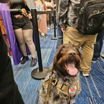 Kn9ne Vibes Dog Training - Houston's Comicpalooza 2025 waiting in line - Pet Training Near Me