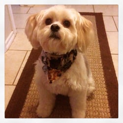 Another Happy Pet - Ollie boy after his trim