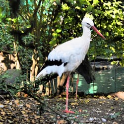 Vogelpark Olching - Meister Adebar.