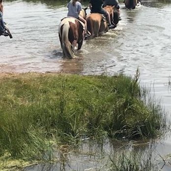Yellowstone Horses at Eagle Ridge Ranch - Horseback Riding Near Me - Island Park, Idaho