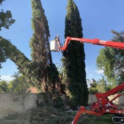 Call Oscar Tree Service