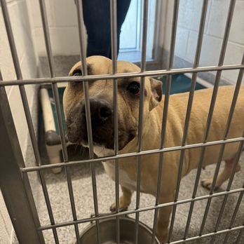 Harris County Pets - The beautiful dog we rescued with the help of neighbors. - Veterinarians Near Me - Houston, Texas Harris County Pets - The beautiful dog we rescued with the help of neighbors. - Veterinarians Near Me - Houston, Texas