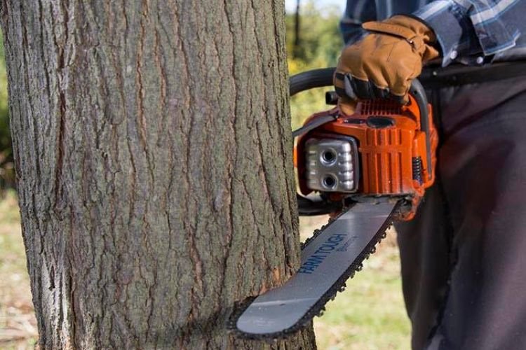 ED PROFESSIONAL TREE SERVICE Updated September 2024 103 Waldo St