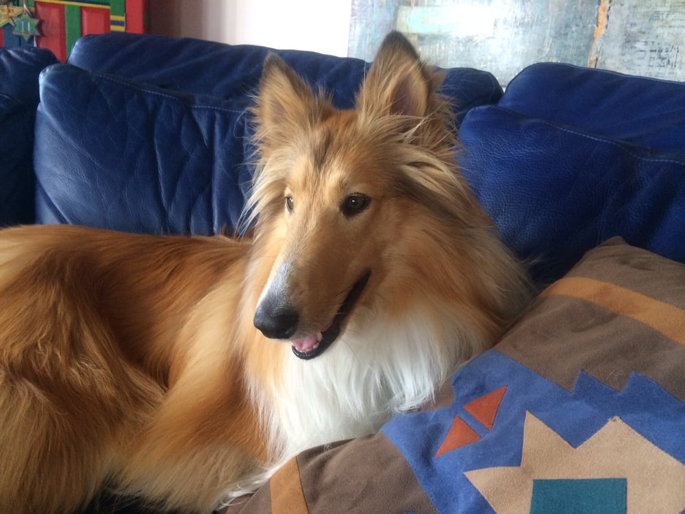 ENV PET SPA & GROOMING Updated October 2024 13 Reviews 228 S Saint Francis Dr, Santa Fe