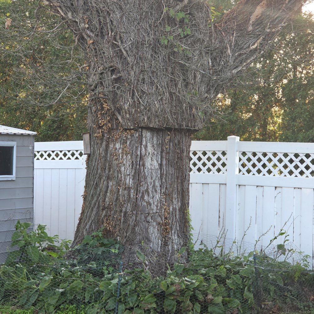 Cholula Tree Service - Tree - Tree Services Near Me - Freehold, New Jersey