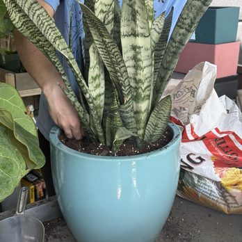 Midtown Garden Center - Potting in action! - Nurseries & Gardening Near Me - Miami, Florida Midtown Garden Center - Potting in action! - Nurseries & Gardening Near Me - Miami, Florida