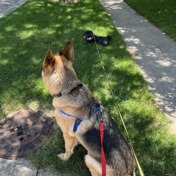 Two Paws Up Dog Training - Pet Training Near Me - Waukegan, Illinois Two Paws Up Dog Training - Pet Training Near Me - Waukegan, Illinois