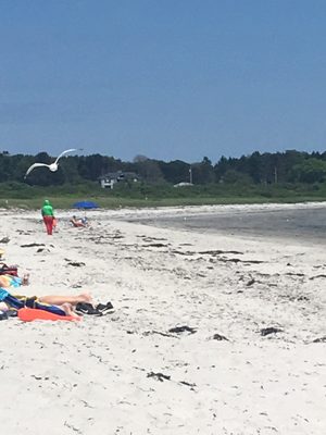 Crescent Beach State Park by null
