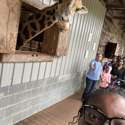 Up close and personal with a giraffe! Up close and personal with a giraffe!