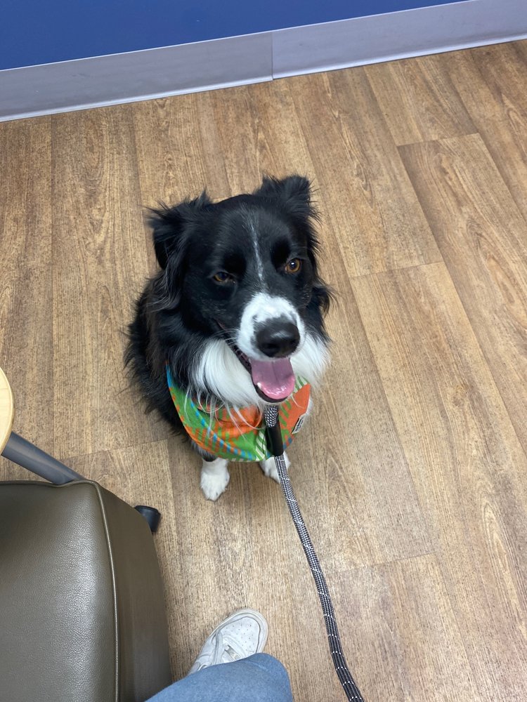 Animal Care Center of Castle Pines Image