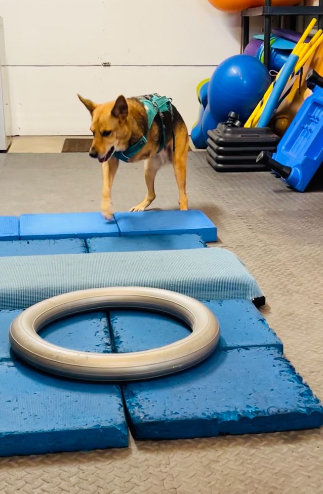 ARIZONA VETERINARY PHYSICAL REHABILITATION Updated June 2024 11