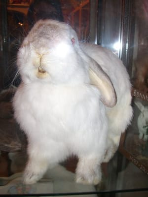 The Bunny Museum by null